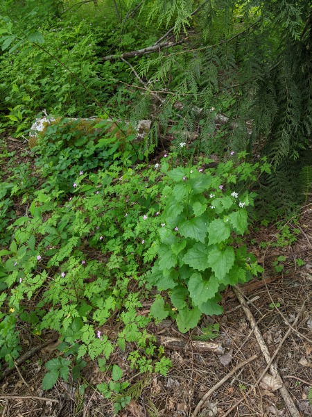 Close up #1 of small patch near cedar, just off the walking path to the north