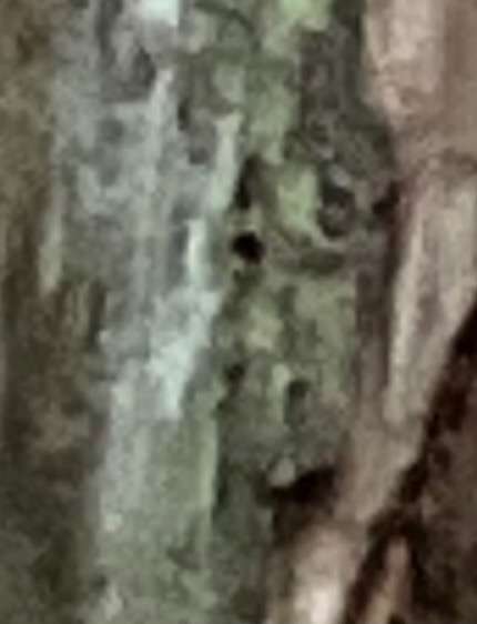 D shaped hole? Tree #1