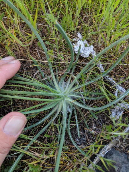 Unknown plant, only one observed