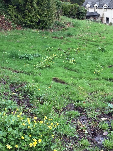 Several clumps of lesser celandine at SW Broadway & SW Edgewood, near Marquam Nature Park