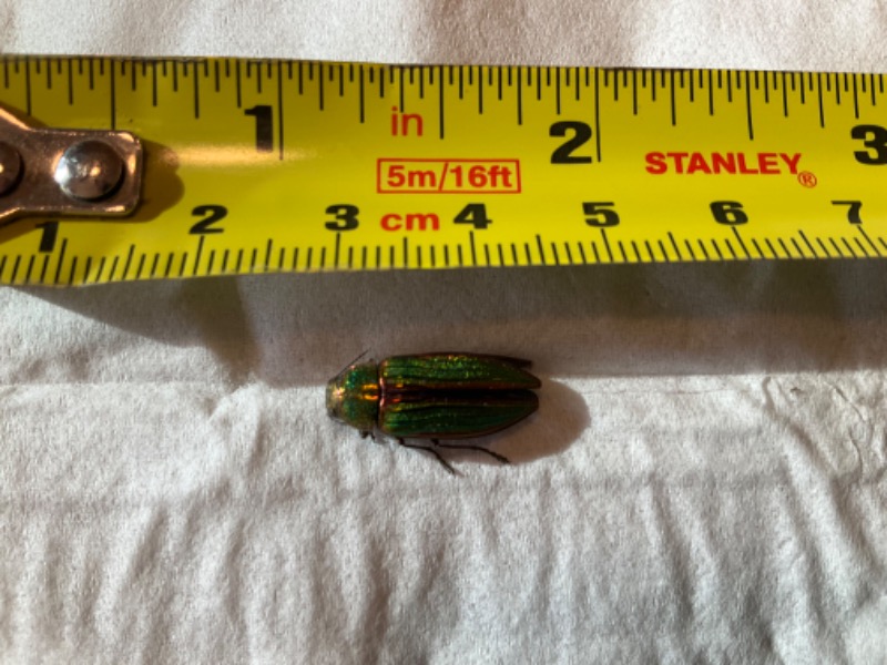 Dorsal view