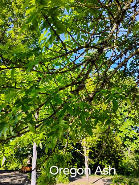 Leaves to help identify if it is an ash tree