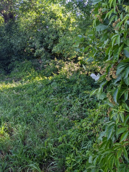 Covering blackberries and crawling into trees
