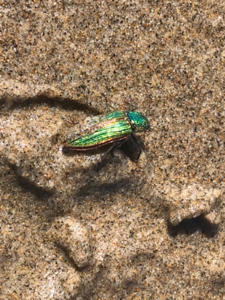 Species found on the beach