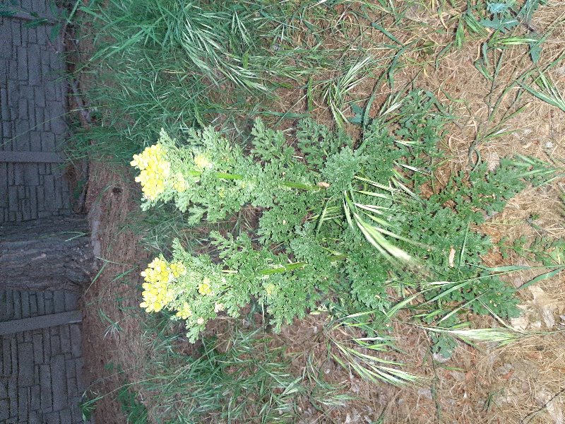 Tansy Ragwort