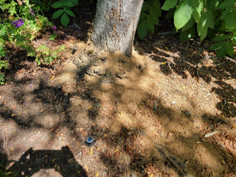 dust at base of tree