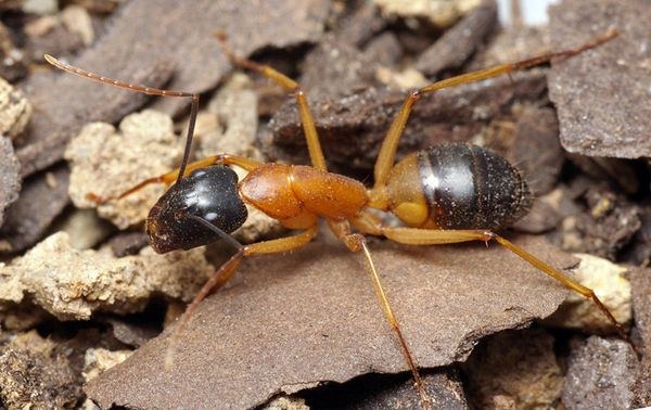 Photo from internet of Banded Sugar Ant