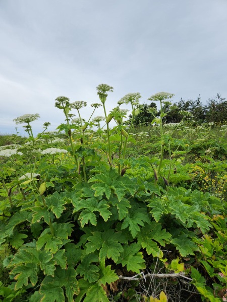 Giant Hogweed off the Captain Cook trail by the Cape Perpetua Visitors' Center