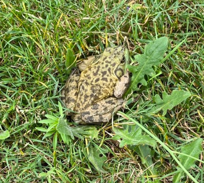 Report #4445 - Report: American Bullfrog (Lithobates catesbeianus)