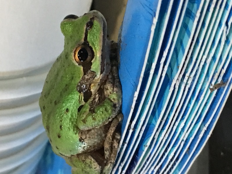 Tree frog in the barn on our paper plates