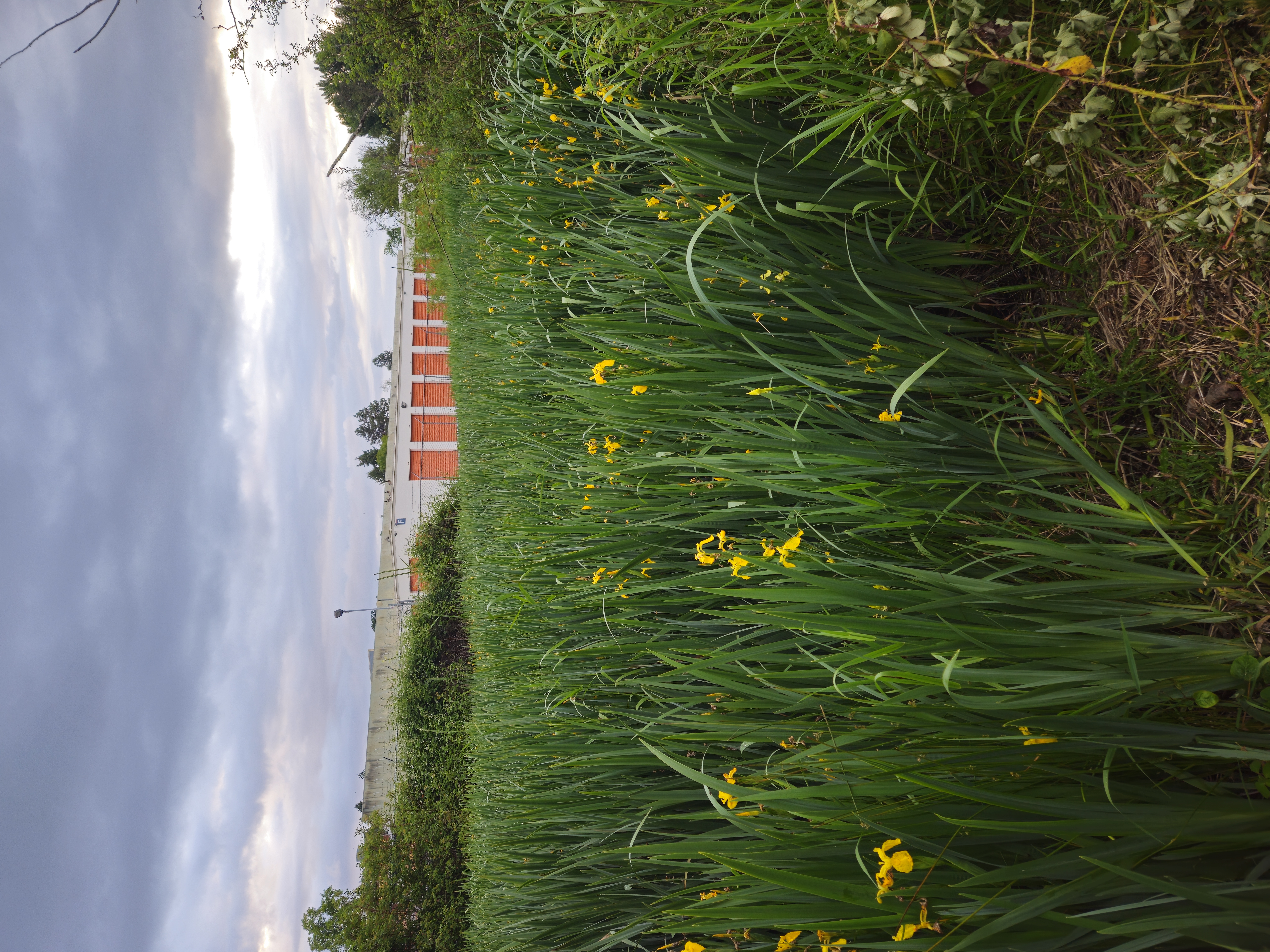 Yellow flag iris image sent by Jane Morrison.