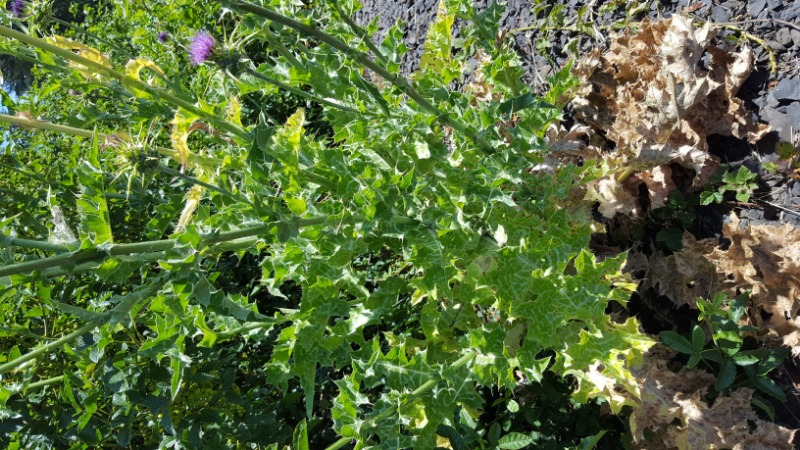Lower leaves of thistle showing white lines