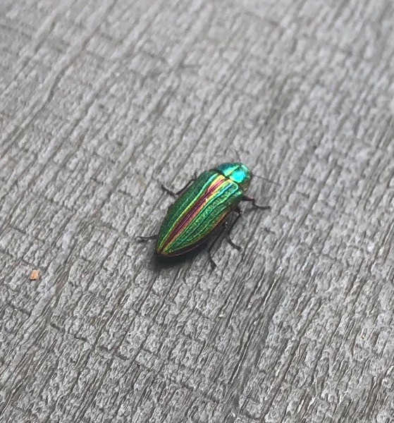 On my back deck. Actual photo.