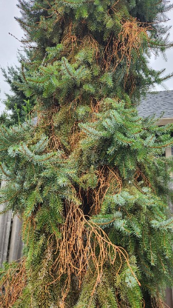 Tree damage