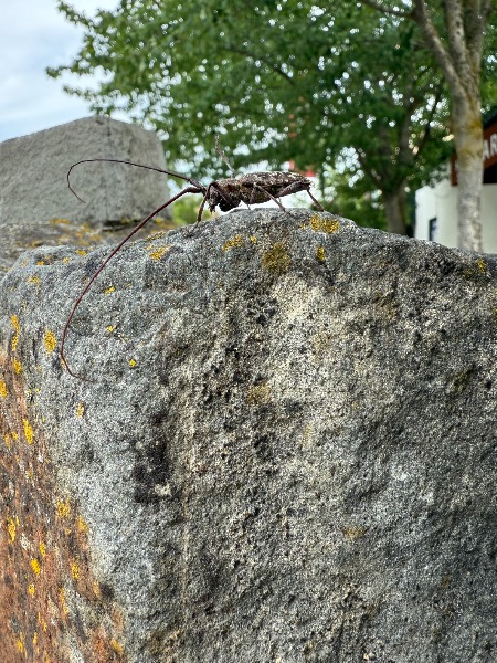 Same insect from different angle