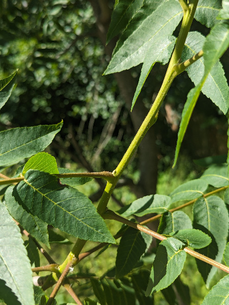 Leaf attachment to branch
