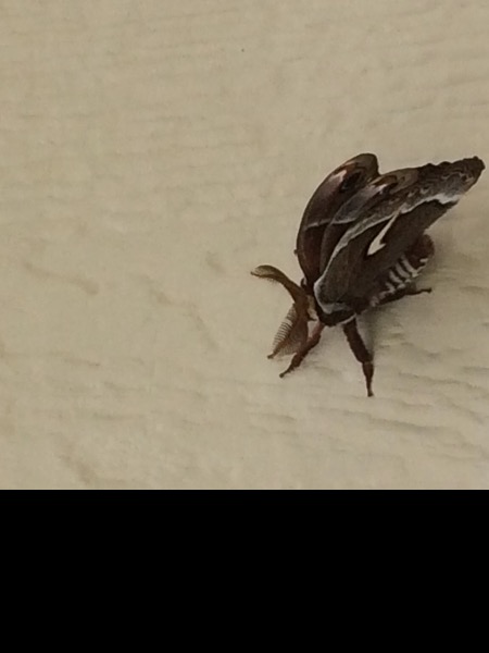 Large gypsy moth 5-6" wingspread