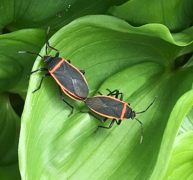 Mating Bordered Leaf Bugs, Manzanita OR