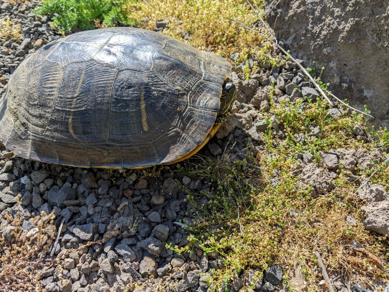 Red Eared Slider Turtle on gravel path