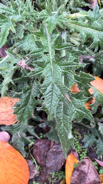 Close up of leaf