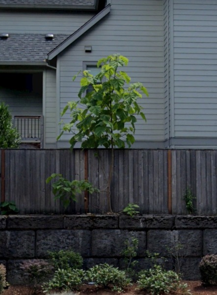 Paulownia tomentosa tree next to retaining wall and fence