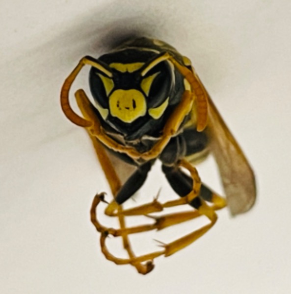 Wasp