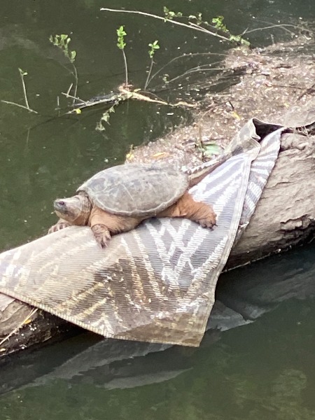Snapping Turtle