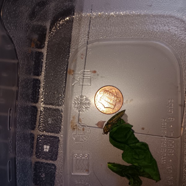 bug to scale