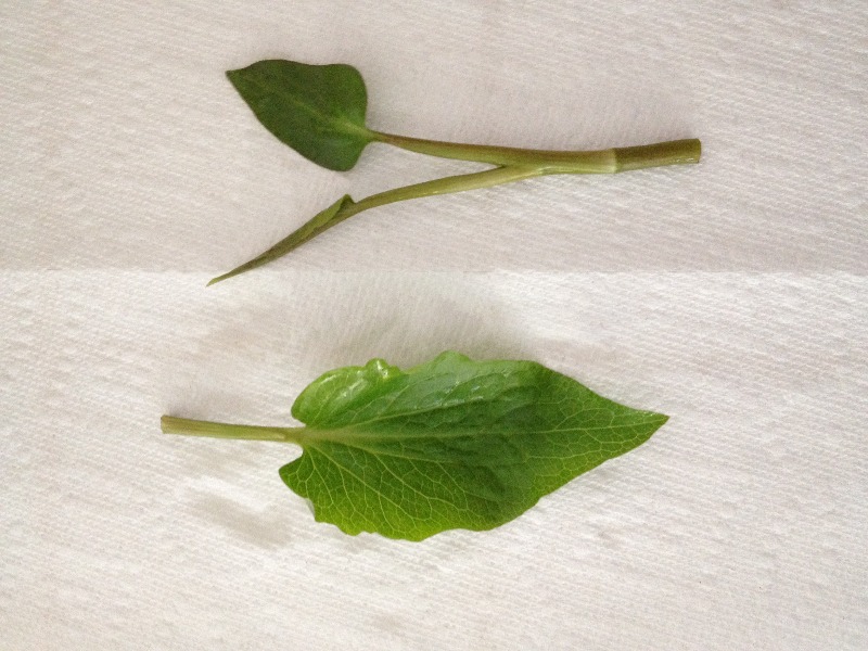 leaves, top view