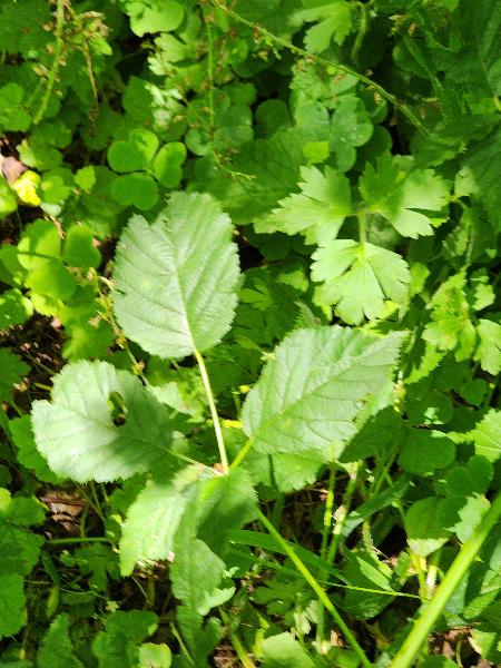 leaf