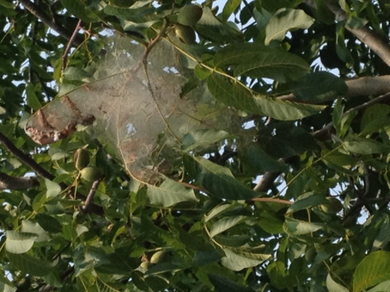 Nest in walnut tree