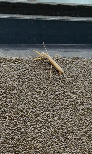 European mantis