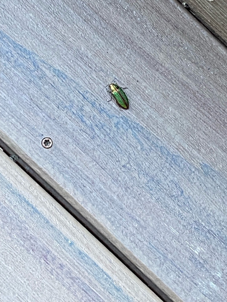 Metallic Beetle found on TimberTech deck stairs 7/23/22
