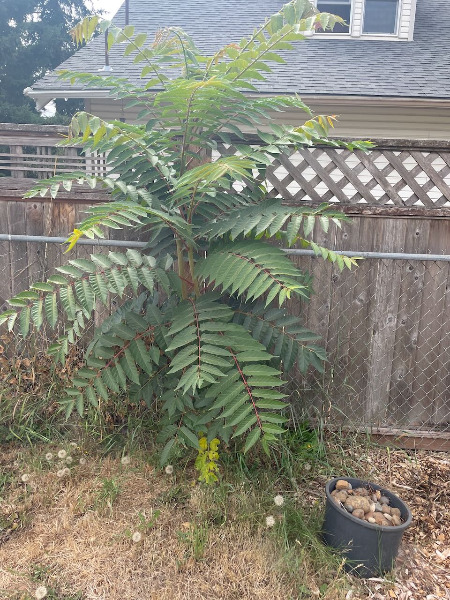 Second tree in my yard