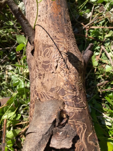 Large feeding galleries and D shaped exit holes