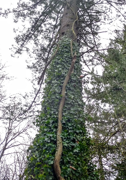 Climbing through ivy