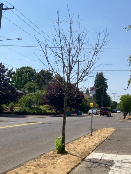 dead ash tree