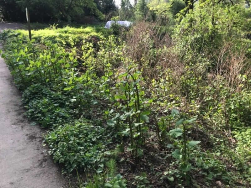 Large knotweed patch