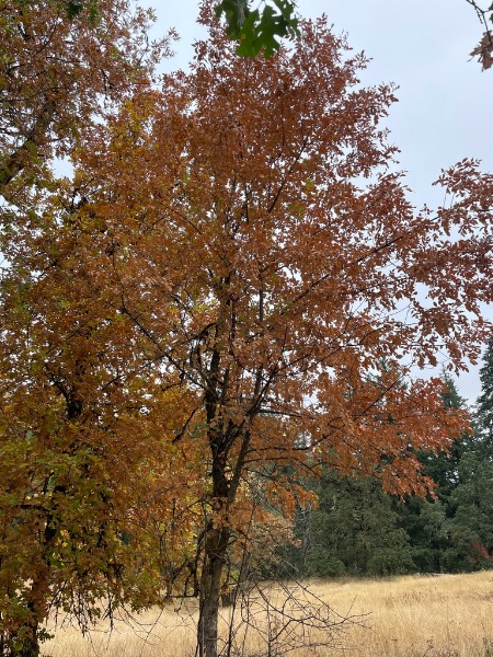 view of the entire tree