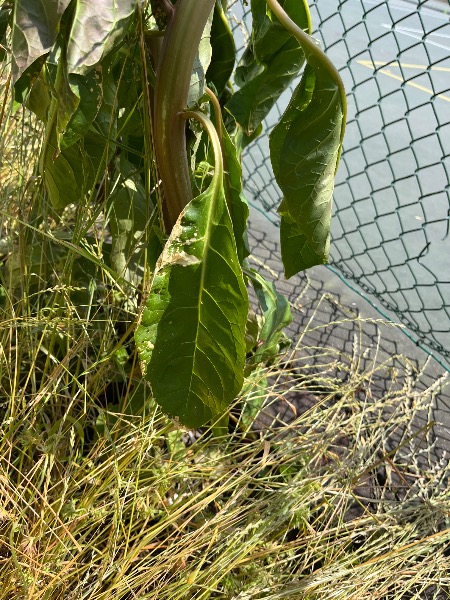 Leaf of one of the plants