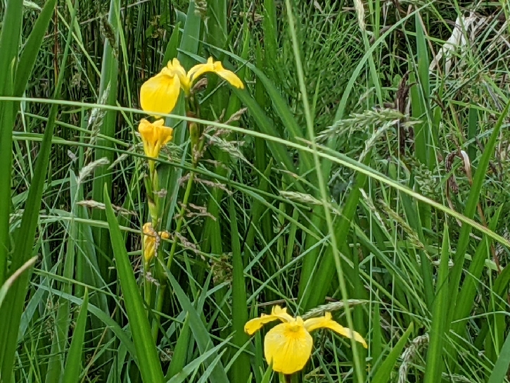 Yellow Flag Iris 2 - Johnston Creek - 15127 SW Ivy Glenn Ct
