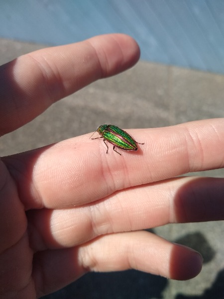 Jeff the Emerald Ash Beetle