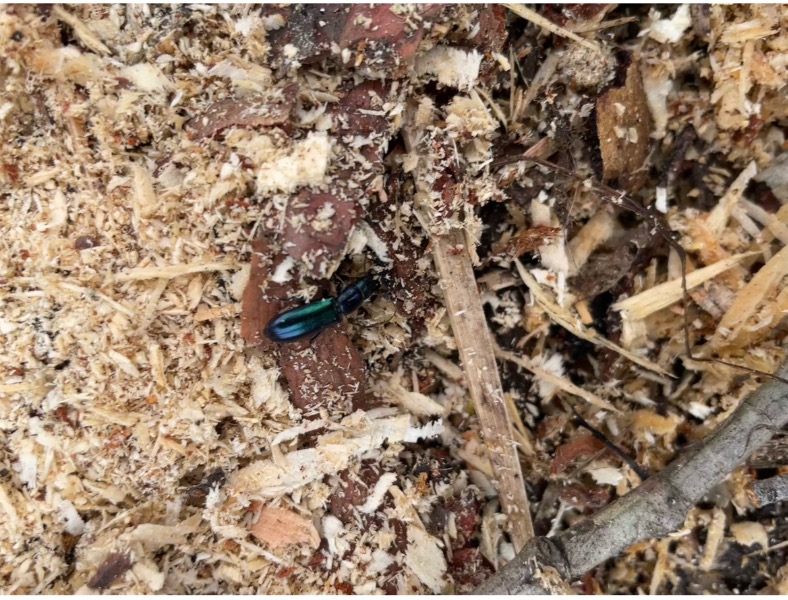 Beetle