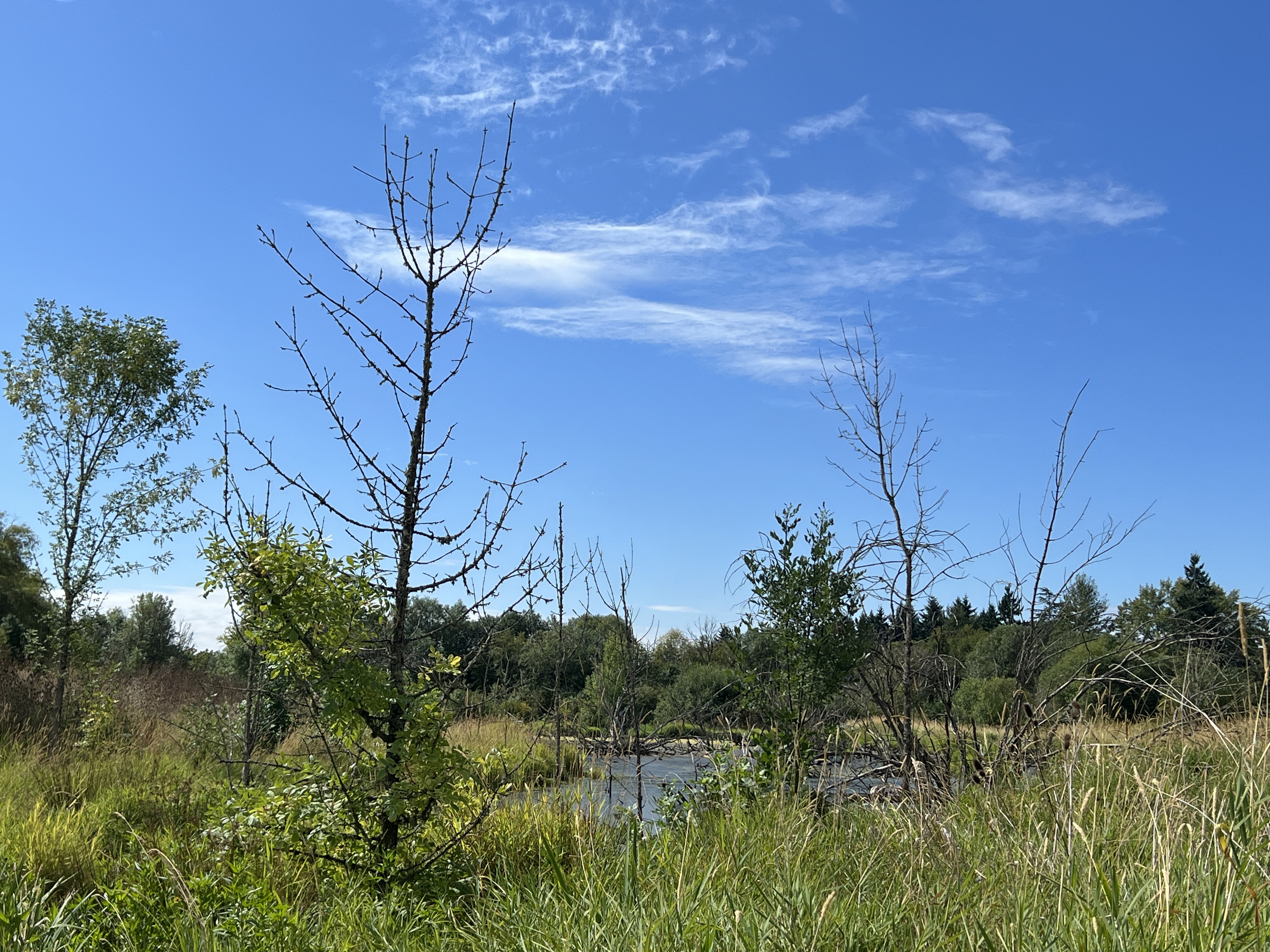 Dying ash from flooding