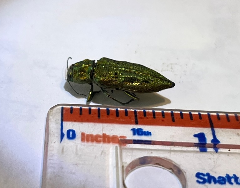 Top of specimen w ruler