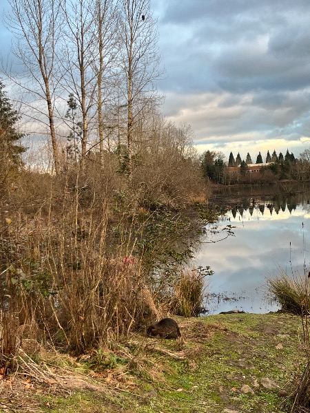 You can see one Nutria grazing on the bottom of the photo