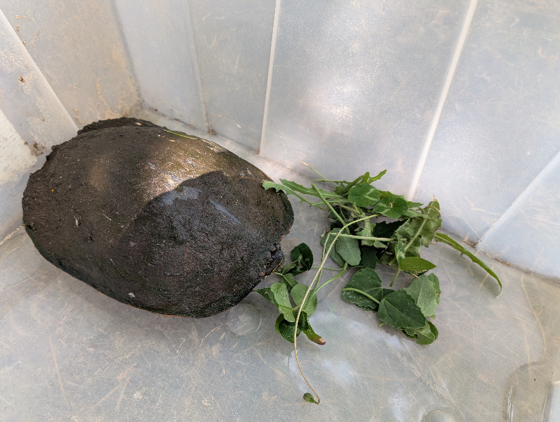 Red Eared Slider