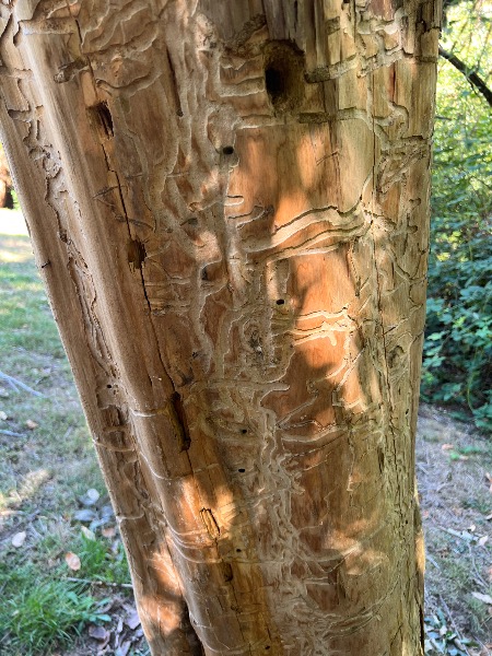 Oregon Ash near Shelter 3 in Cook Park Tigard