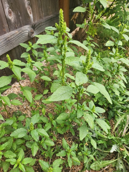 Suspected palmer amaranth