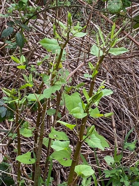 close up of plants